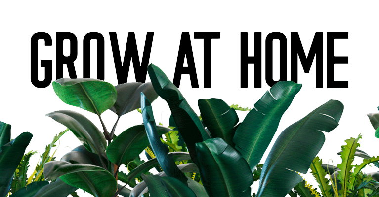 Catálogo de productos sostenibles para el hogar - Promoción Grow at Home